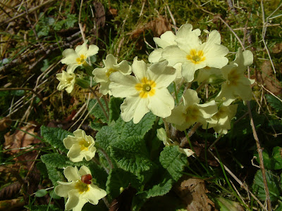 Primroses, the first roses of S...